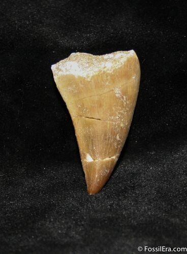 Inch Mosasaurus Tooth #1104